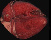 Fig1-B